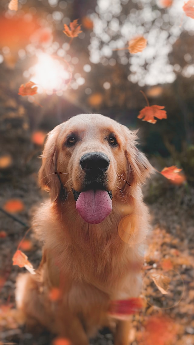 Golden Retriever cinsi bir köpeğin yakın çekim fotoğrafı.